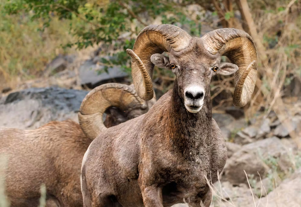 A Guide to Wildlife Along the Arkansas River