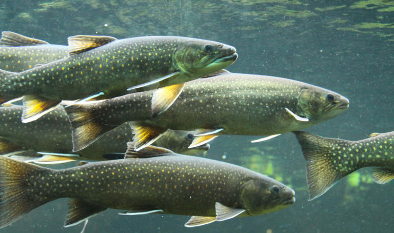 arkansas river wildlife trout