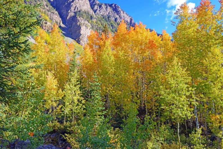 colorado fall foliage aspen